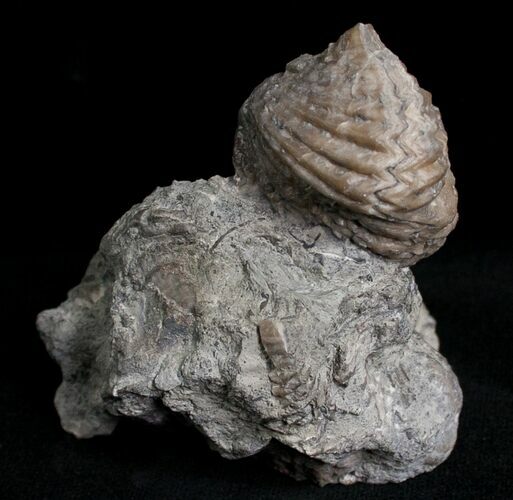Large Platystrophia Brachiopod Fossil - Kentucky #6628